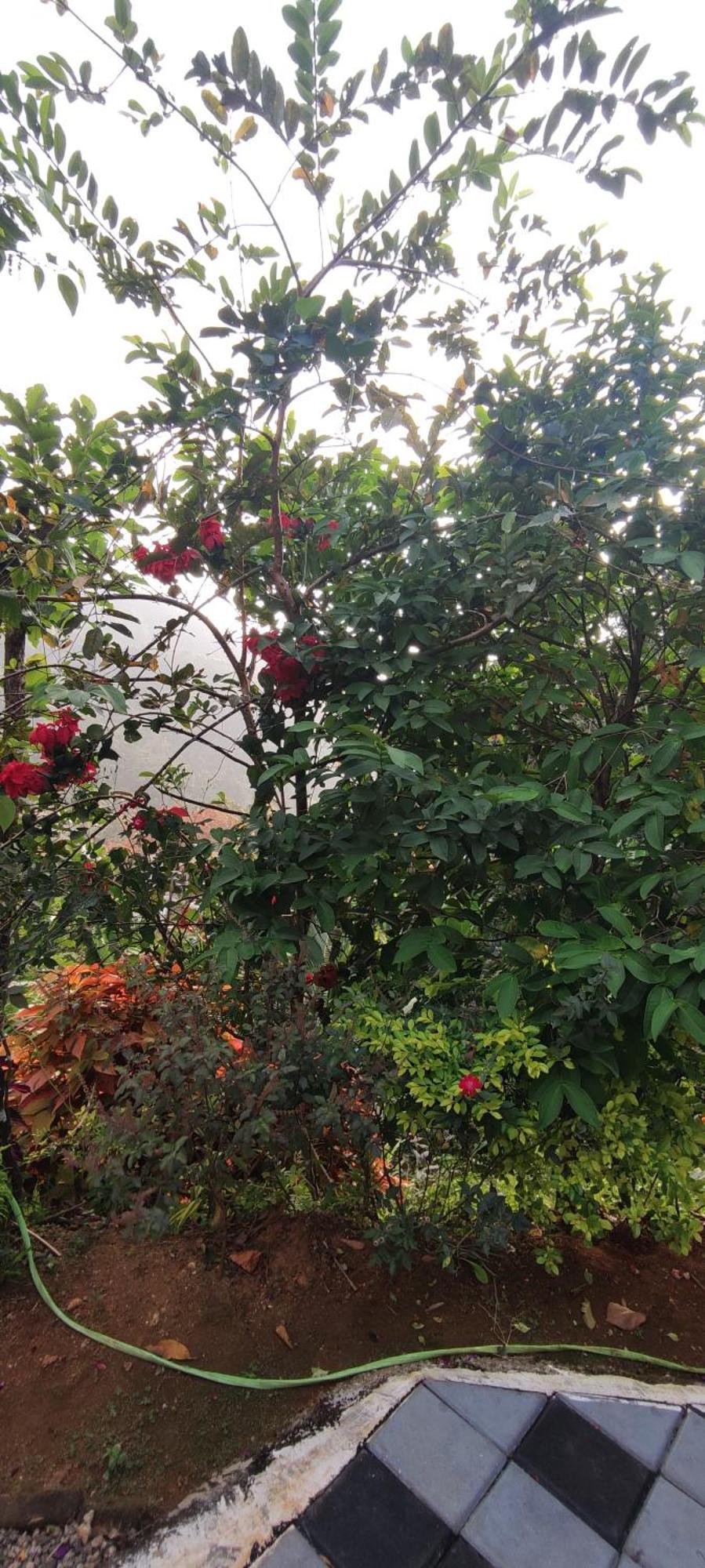 Koonamparayil Home Stay Munnar Anaviratty-Family Only Eksteriør billede
