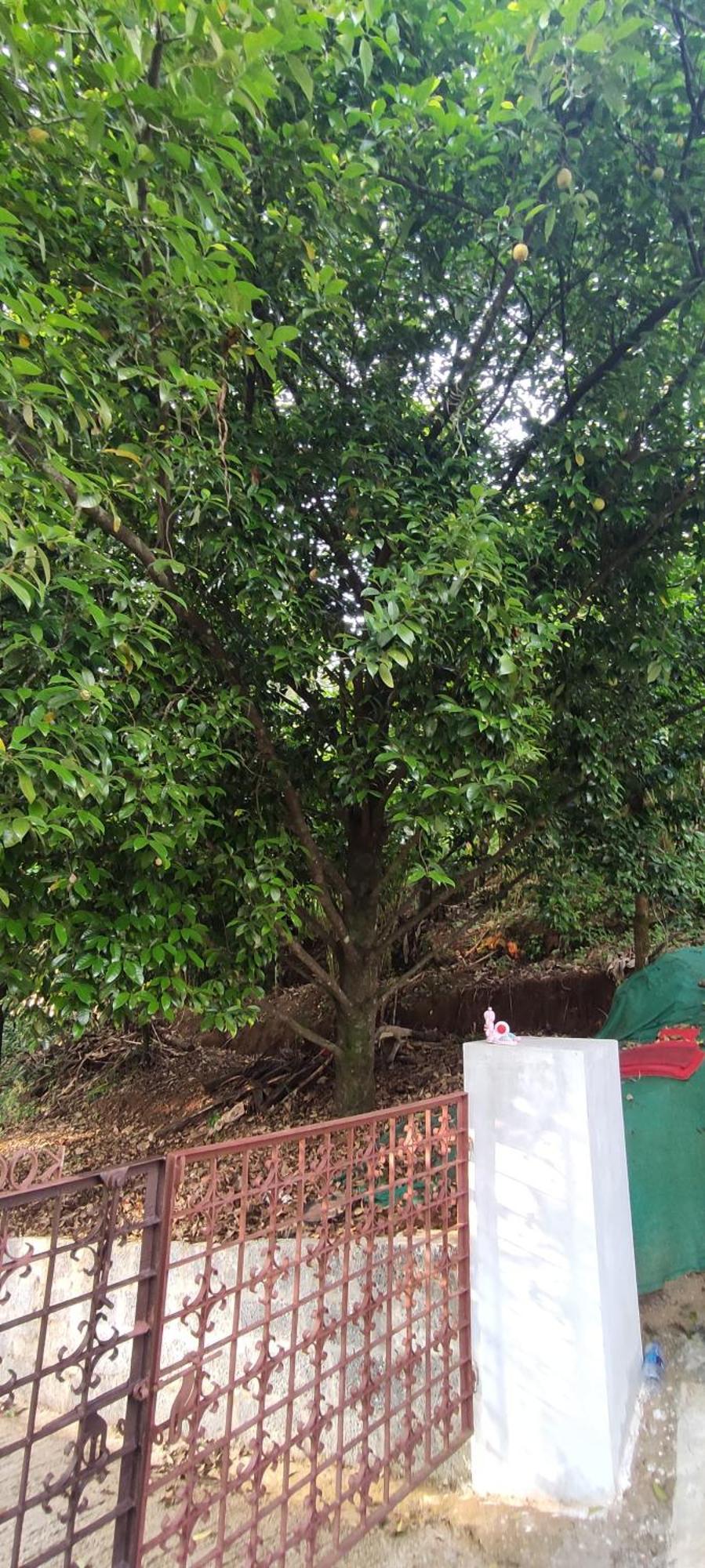 Koonamparayil Home Stay Munnar Anaviratty-Family Only Eksteriør billede